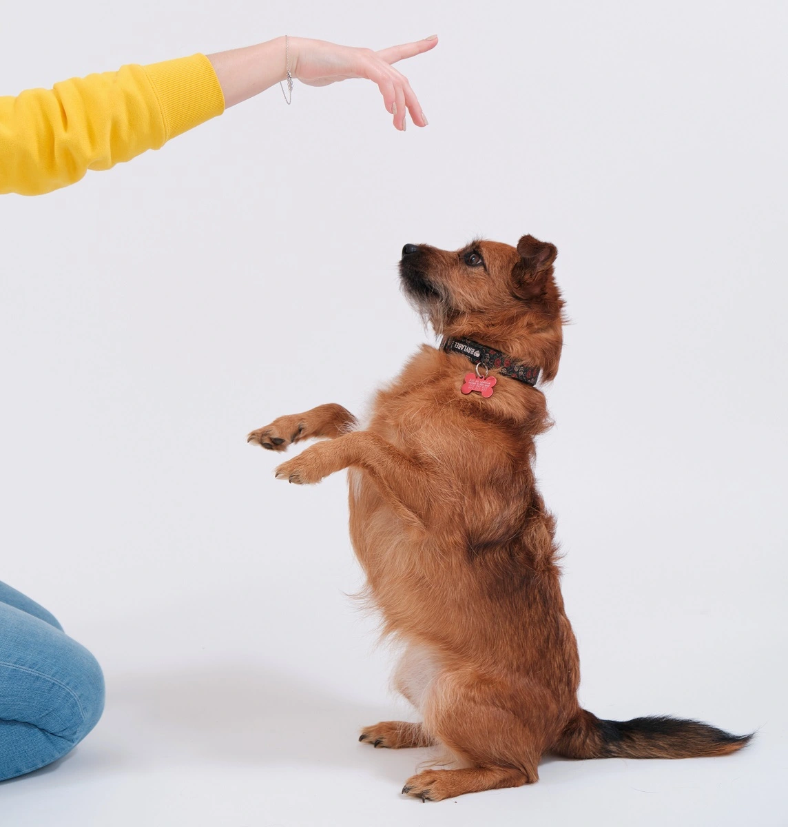 Mam to pod ogonem - Behawiorysta psów w Rzeszowie