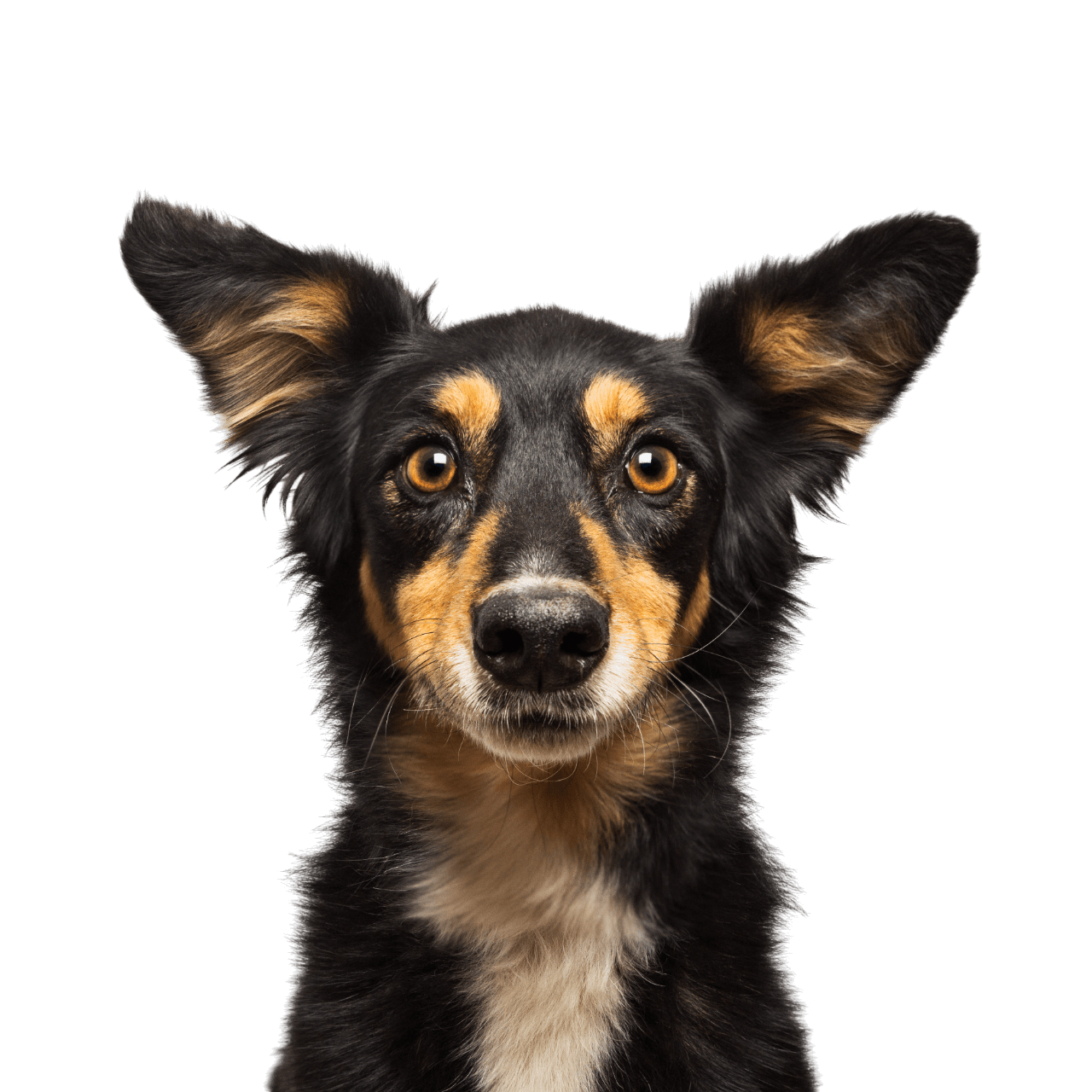 Pies wytresowany przez behawiorystę